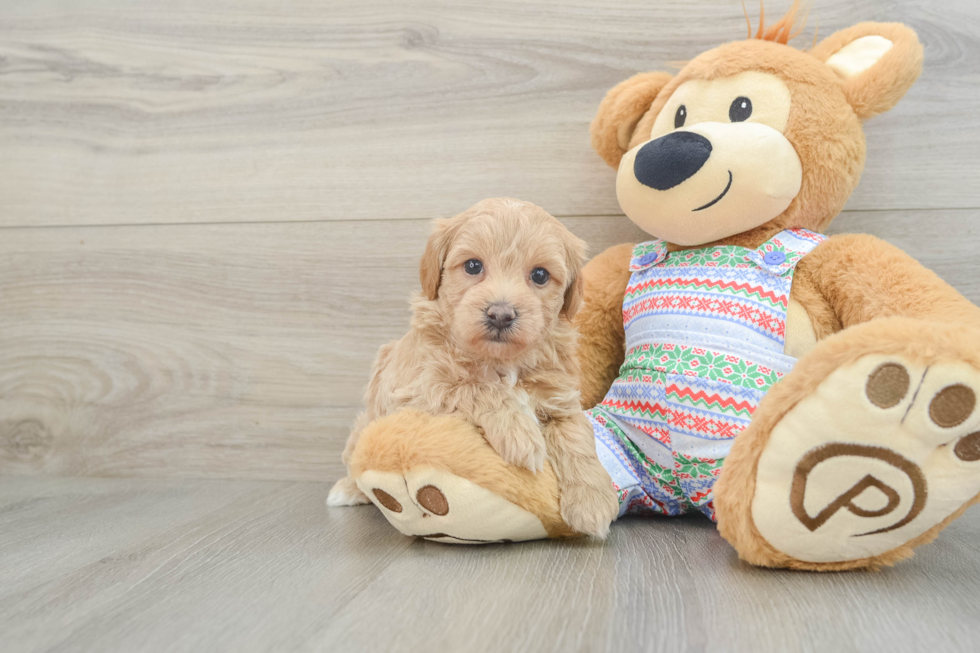 Maltipoo Pup Being Cute