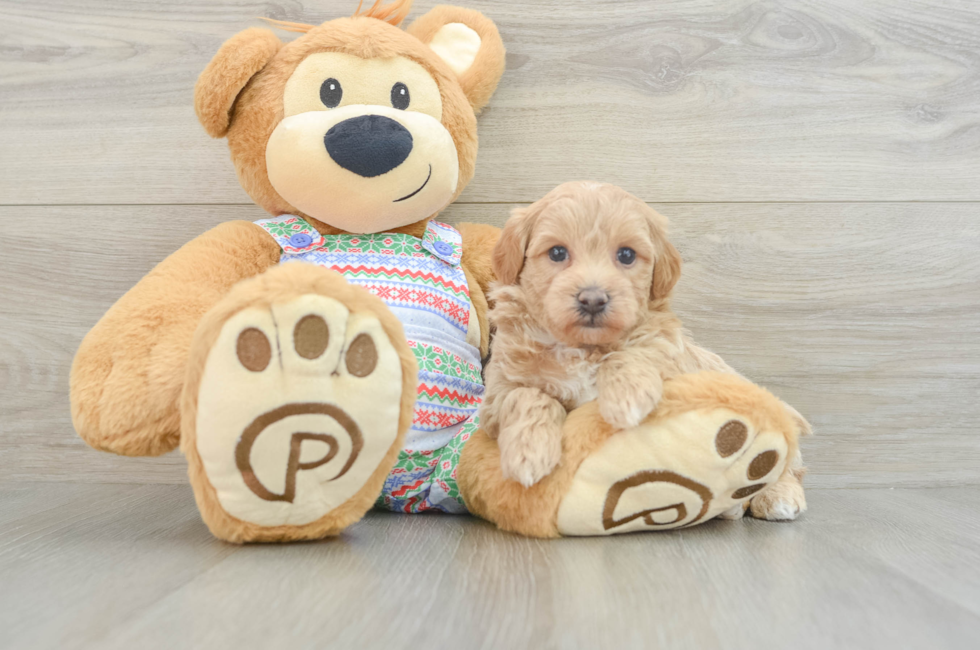 6 week old Maltipoo Puppy For Sale - Lone Star Pups