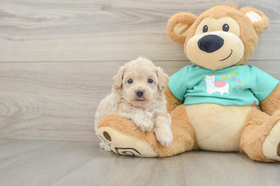 6 week old Maltipoo Puppy For Sale - Lone Star Pups