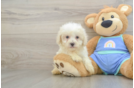 Hypoallergenic Maltepoo Poodle Mix Puppy