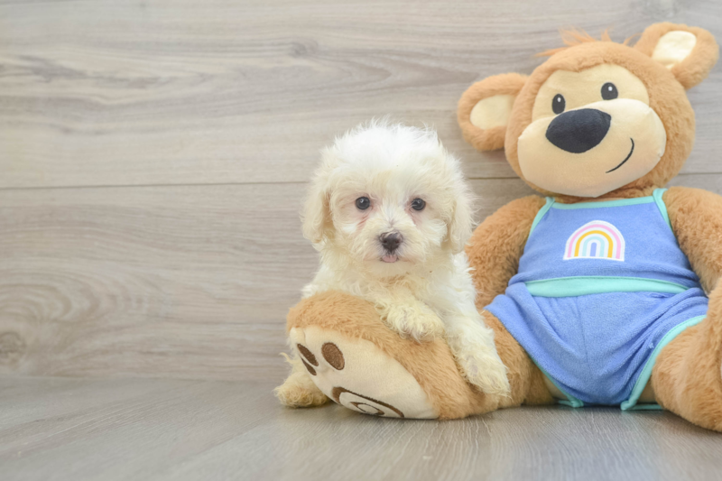 Meet Nash - our Maltipoo Puppy Photo 1/3 - Lone Star Pups