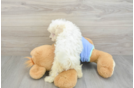 Best Maltipoo Baby
