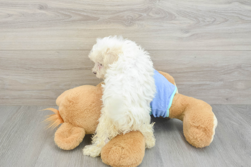 Best Maltipoo Baby