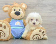 8 week old Maltipoo Puppy For Sale - Lone Star Pups