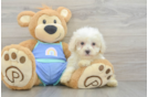 Friendly Maltipoo Baby