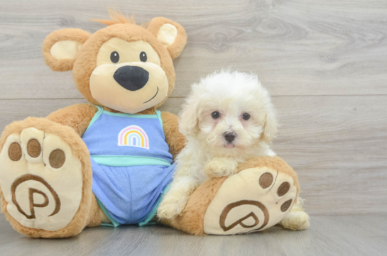 Friendly Maltipoo Baby