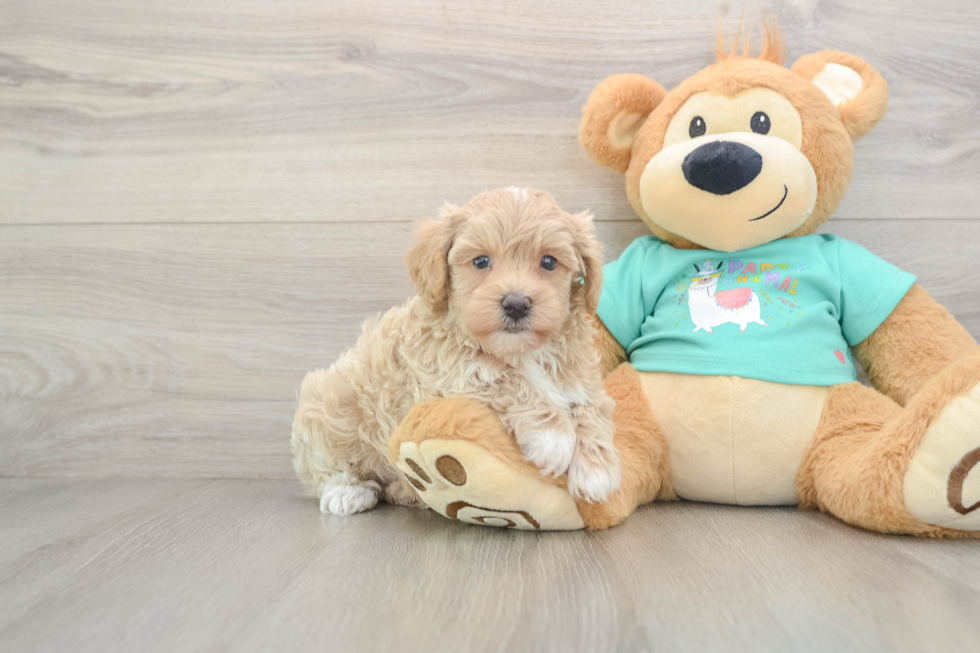 Friendly Maltipoo Baby