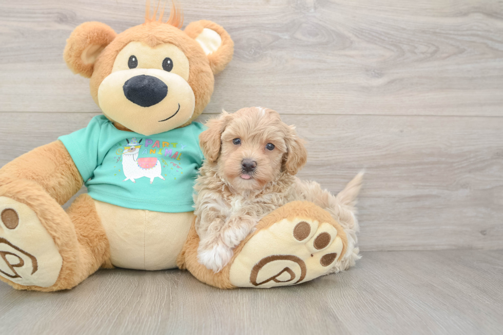 Happy Maltipoo Baby