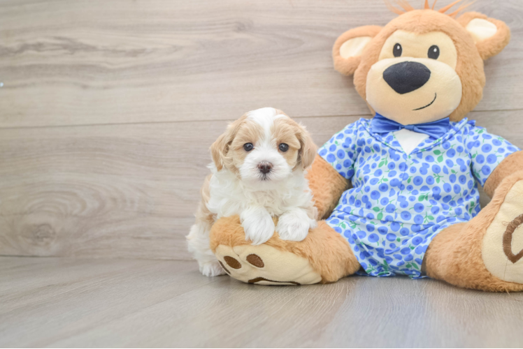 Energetic Malt a Poo Poodle Mix Puppy
