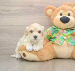 7 week old Maltipoo Puppy For Sale - Lone Star Pups