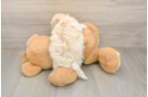 Maltipoo Pup Being Cute