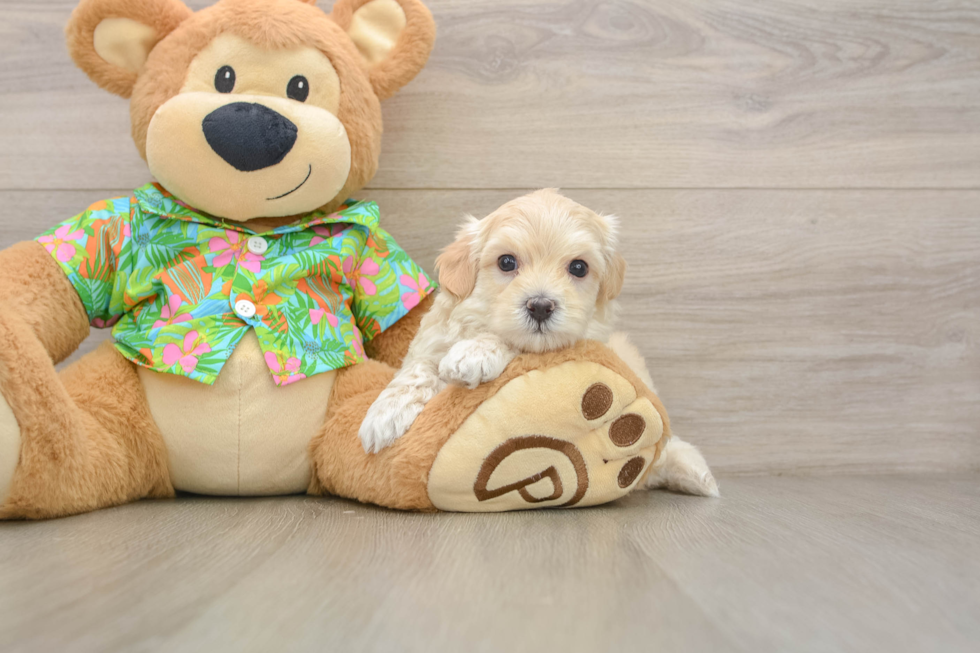 Sweet Maltipoo Baby