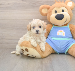 5 week old Maltipoo Puppy For Sale - Lone Star Pups