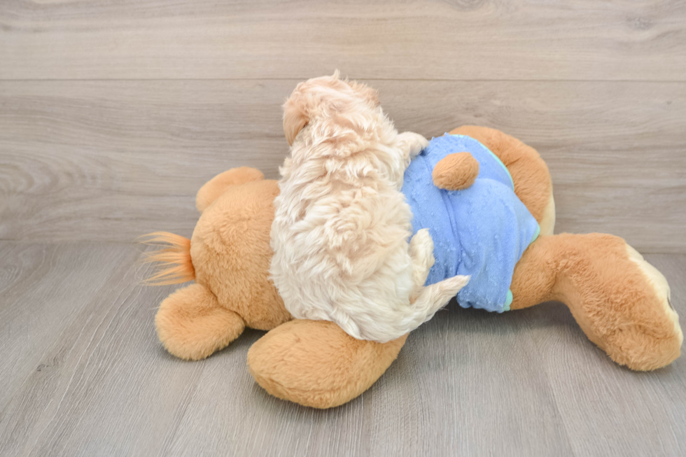 Smart Maltipoo Poodle Mix Pup