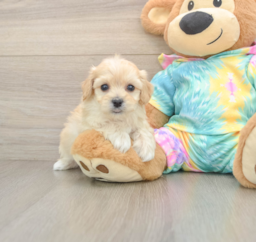6 week old Maltipoo Puppy For Sale - Lone Star Pups