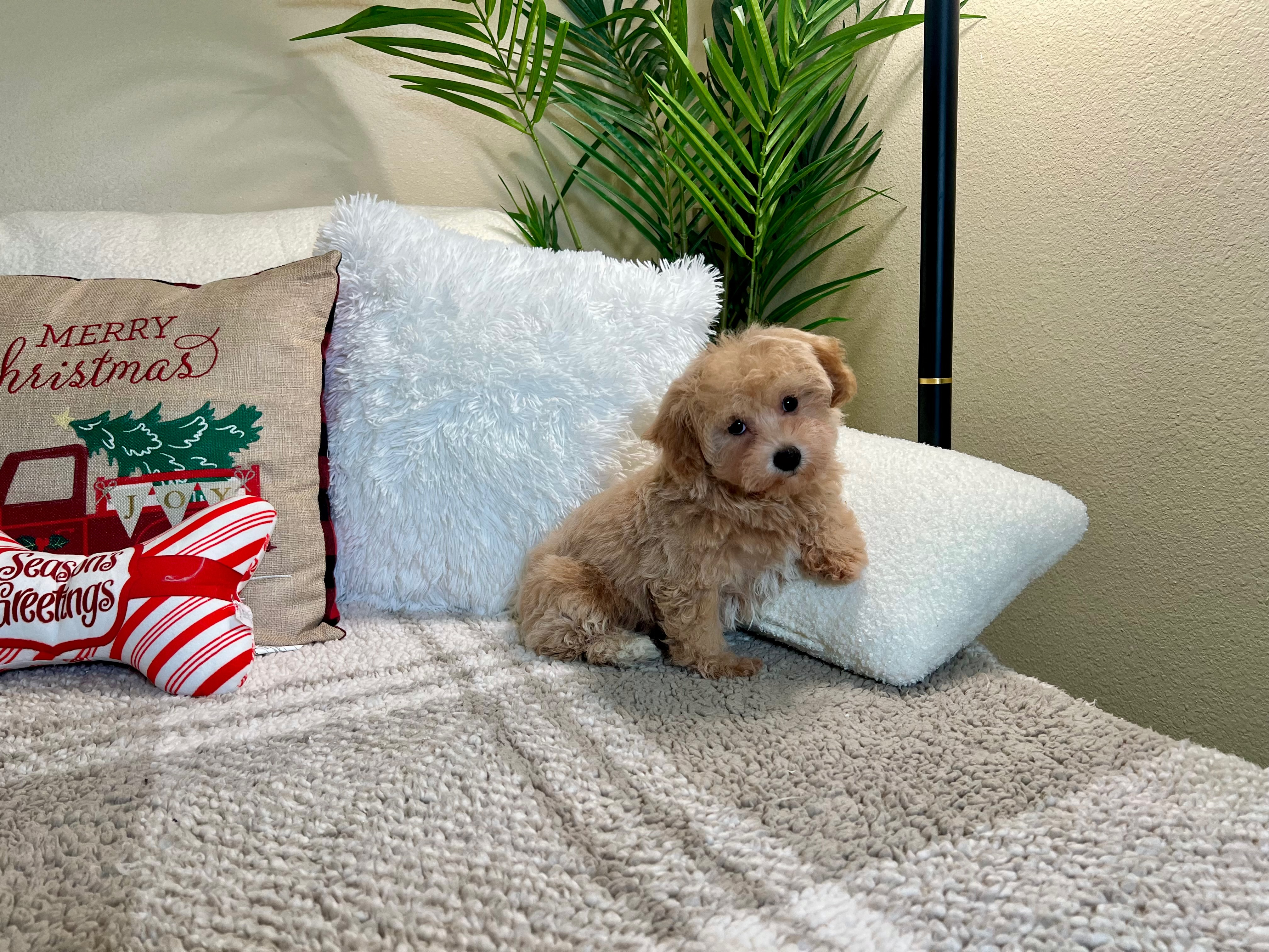 Cute Maltipoo Poodle Mix Pup