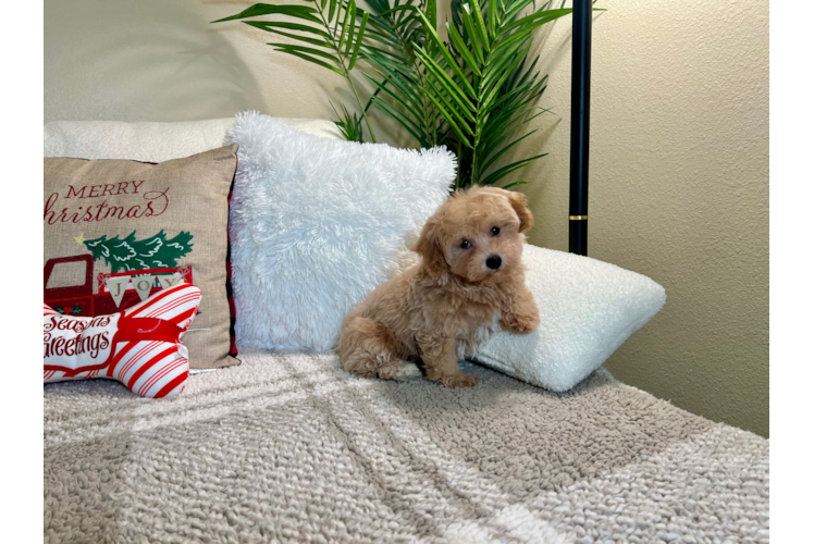 Cute Maltipoo Poodle Mix Pup