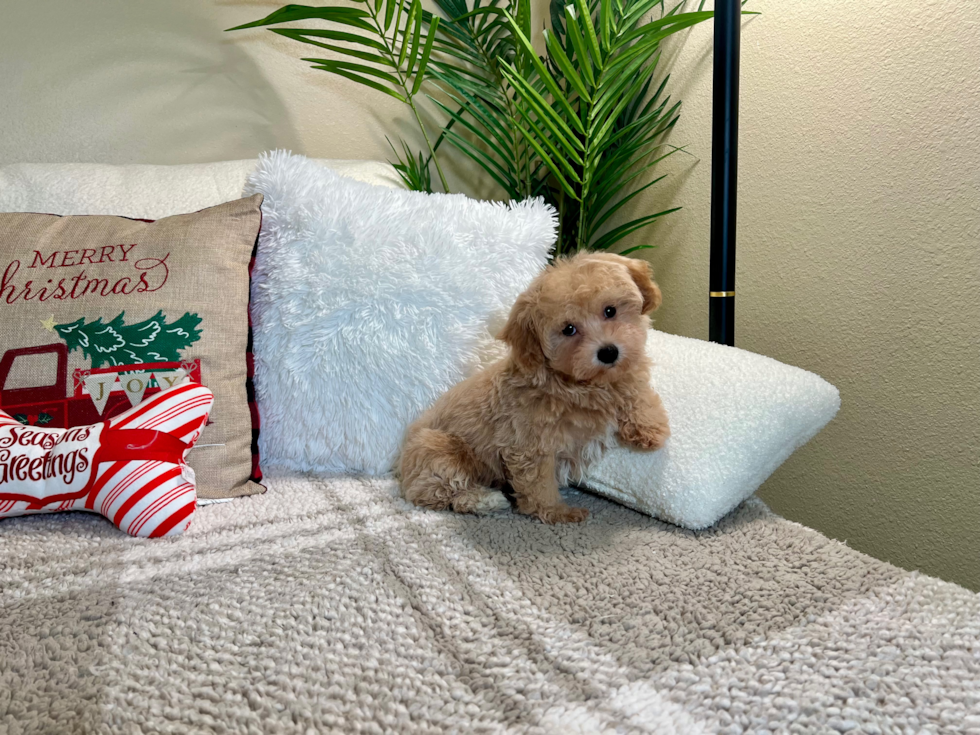 Cute Maltipoo Poodle Mix Pup