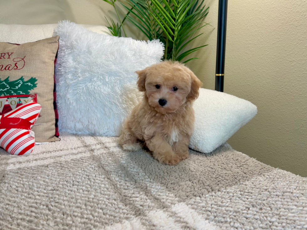 Maltipoo Pup Being Cute