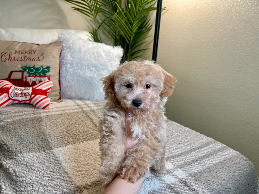 Maltipoo Pup Being Cute