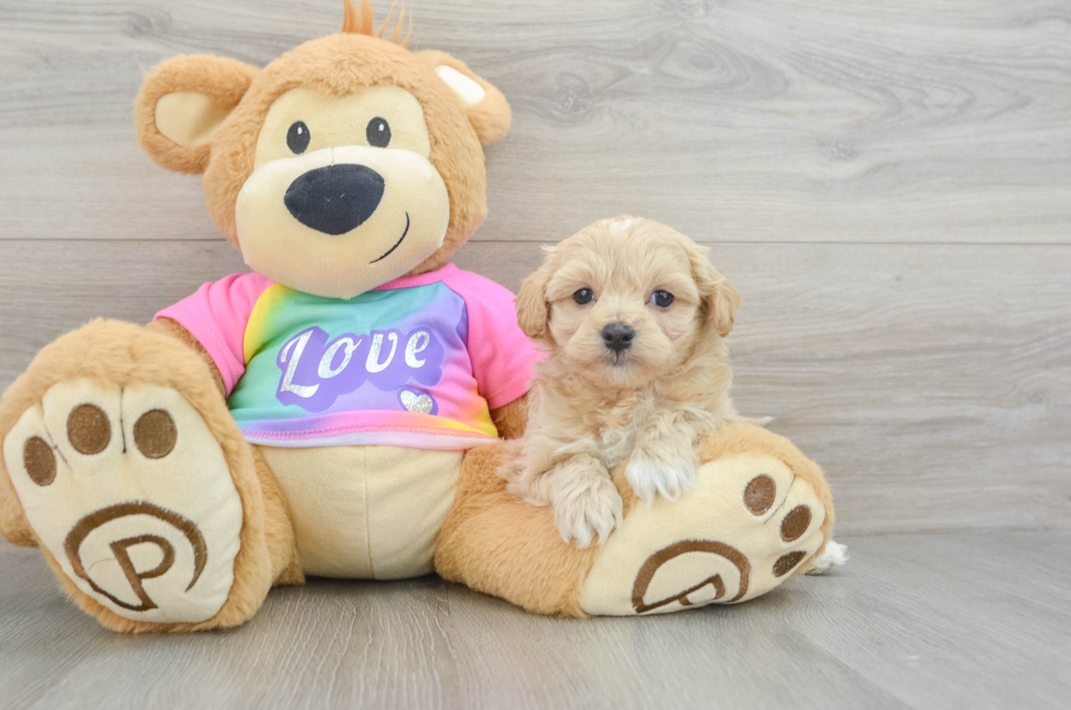 6 week old Maltipoo Puppy For Sale - Lone Star Pups