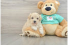 Smart Maltipoo Poodle Mix Pup