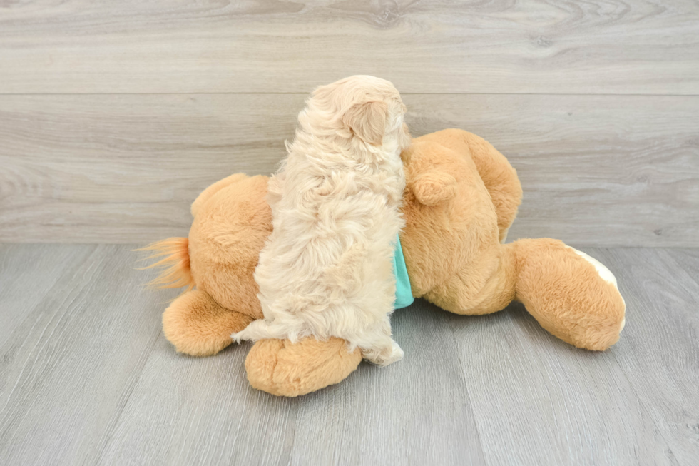 Cute Maltipoo Baby