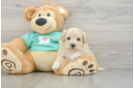 Maltipoo Pup Being Cute