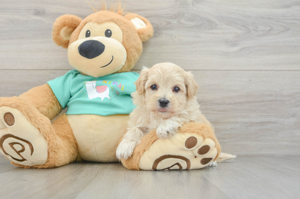 6 week old Maltipoo Puppy For Sale - Lone Star Pups