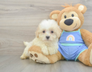 8 week old Maltipoo Puppy For Sale - Lone Star Pups