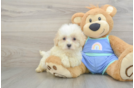 Best Maltipoo Baby