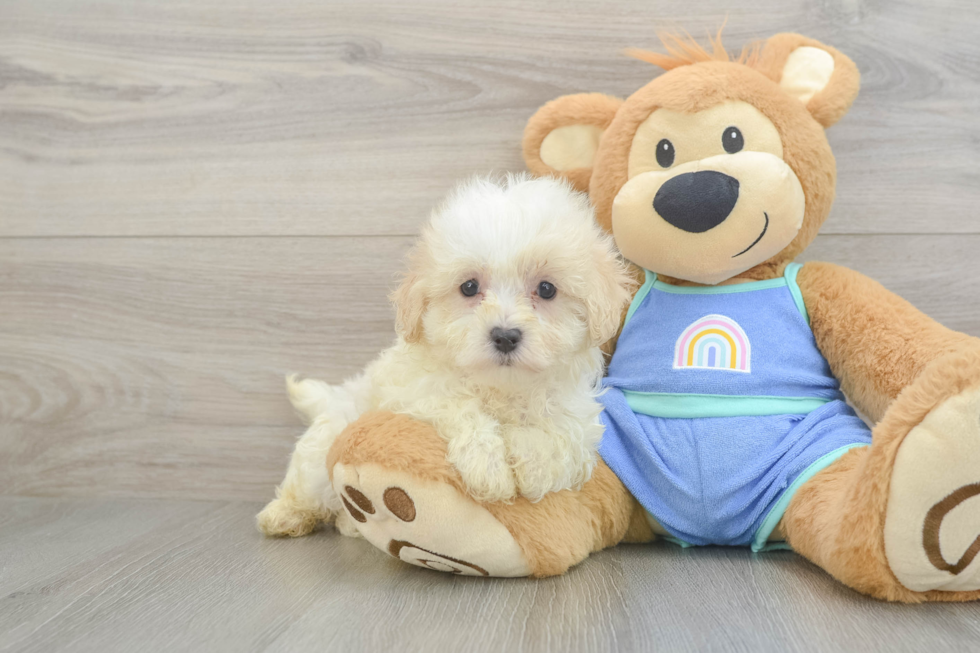 Best Maltipoo Baby