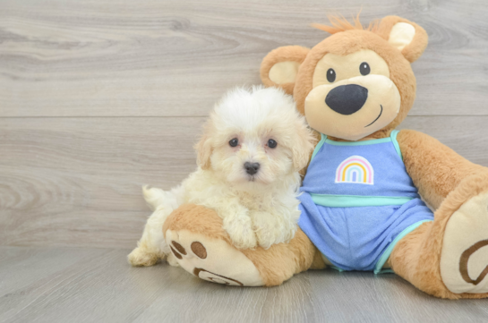 Best Maltipoo Baby