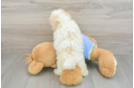 Happy Maltipoo Baby