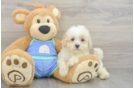 Smart Maltipoo Poodle Mix Pup