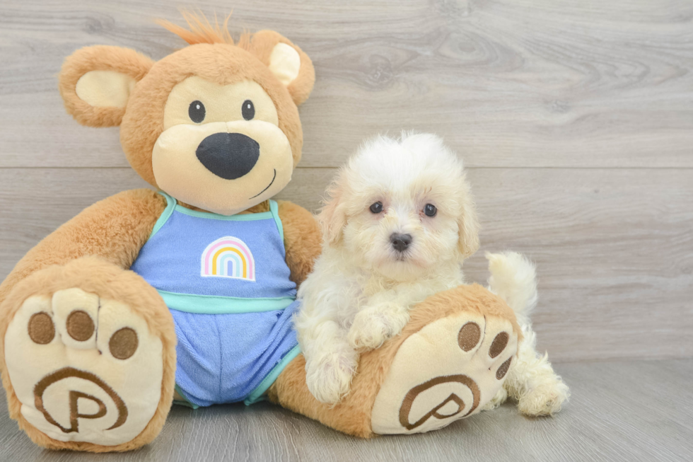 Smart Maltipoo Poodle Mix Pup