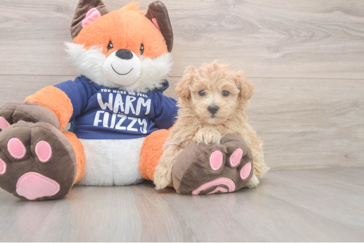 Best Maltipoo Baby