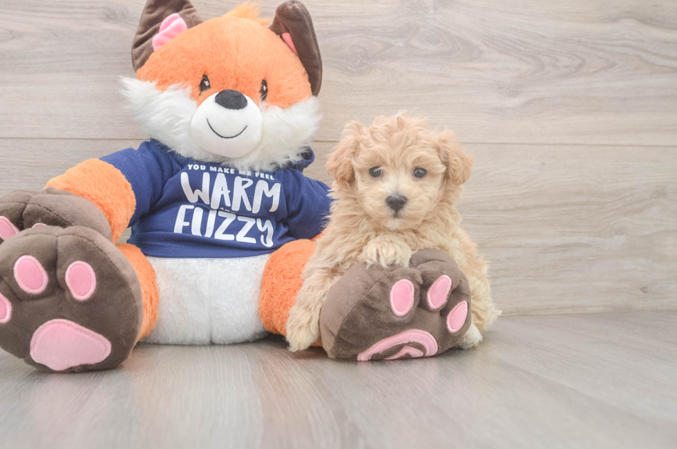7 week old Maltipoo Puppy For Sale - Lone Star Pups