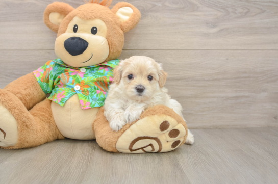 Cute Maltipoo Baby