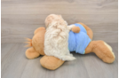 Maltipoo Puppy for Adoption