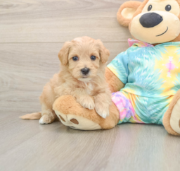 6 week old Maltipoo Puppy For Sale - Lone Star Pups