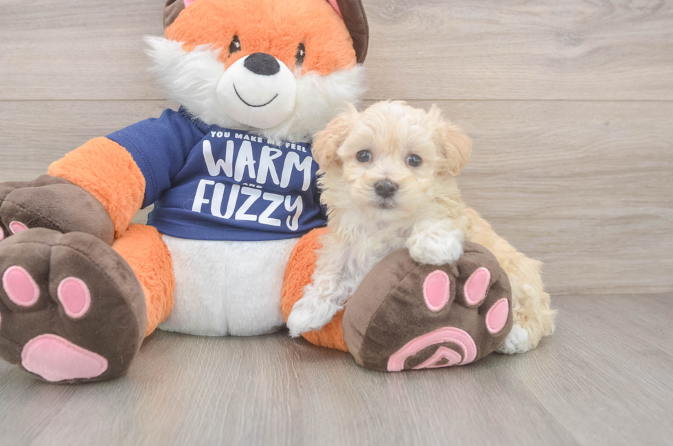 7 week old Maltipoo Puppy For Sale - Lone Star Pups