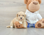 8 week old Maltipoo Puppy For Sale - Lone Star Pups