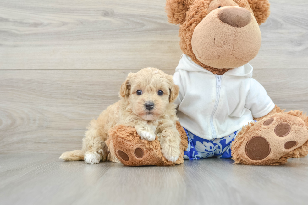 Best Maltipoo Baby