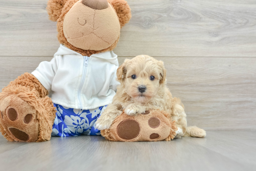 Happy Maltipoo Baby