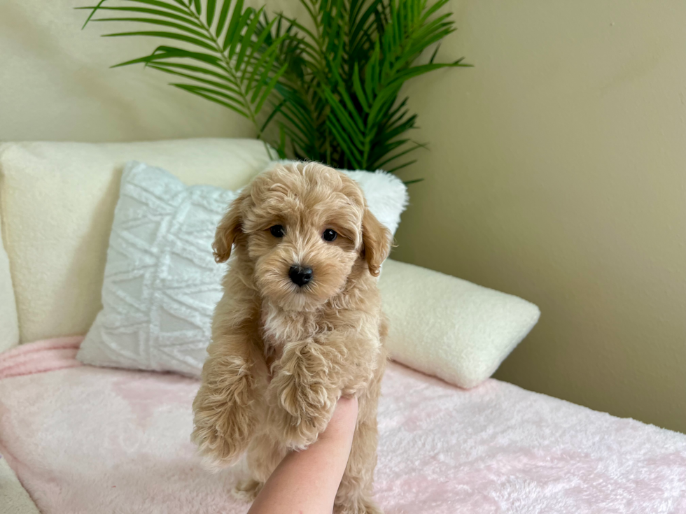 Cute Maltipoo Baby