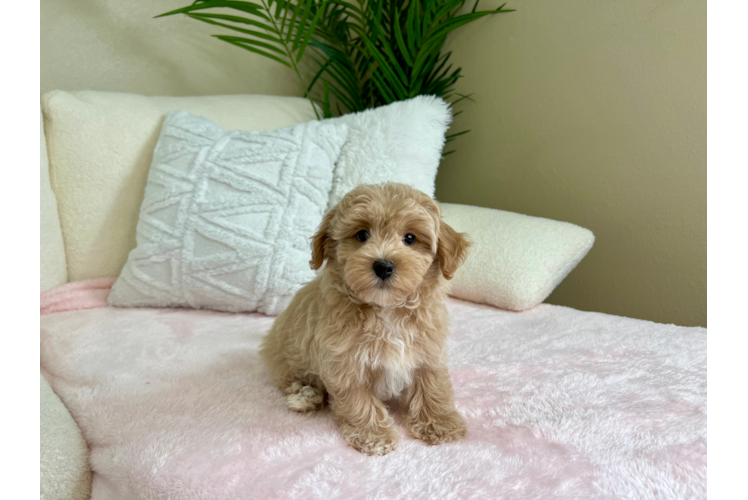 Best Maltipoo Baby