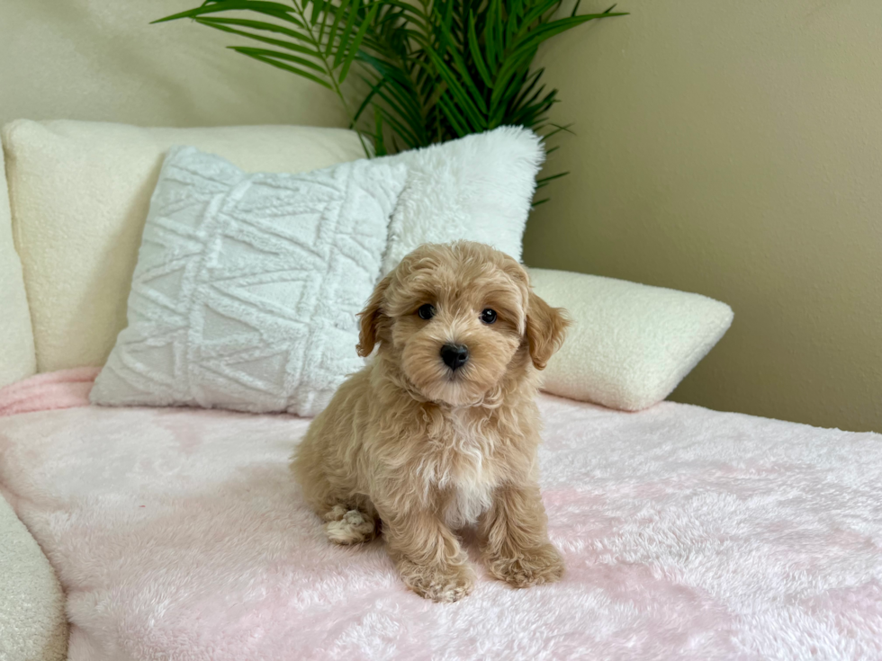 Best Maltipoo Baby