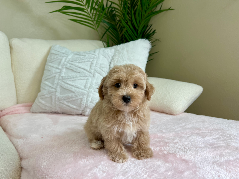 Maltipoo Pup Being Cute