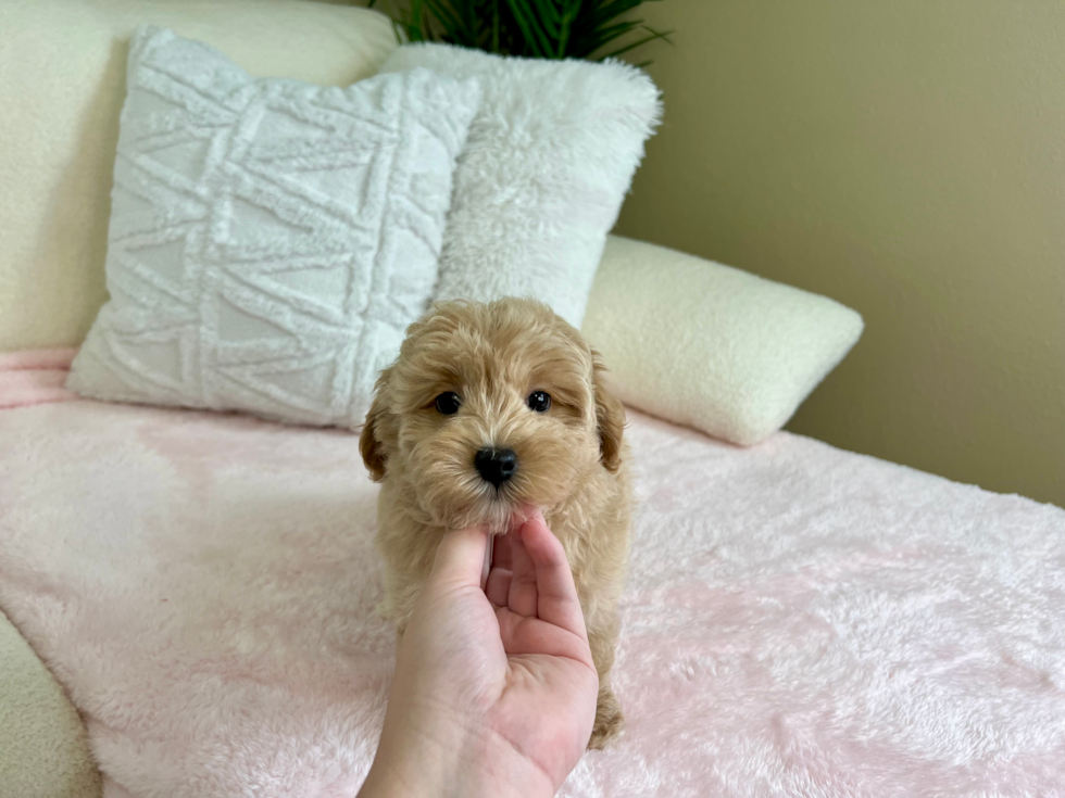 Maltipoo Puppy for Adoption